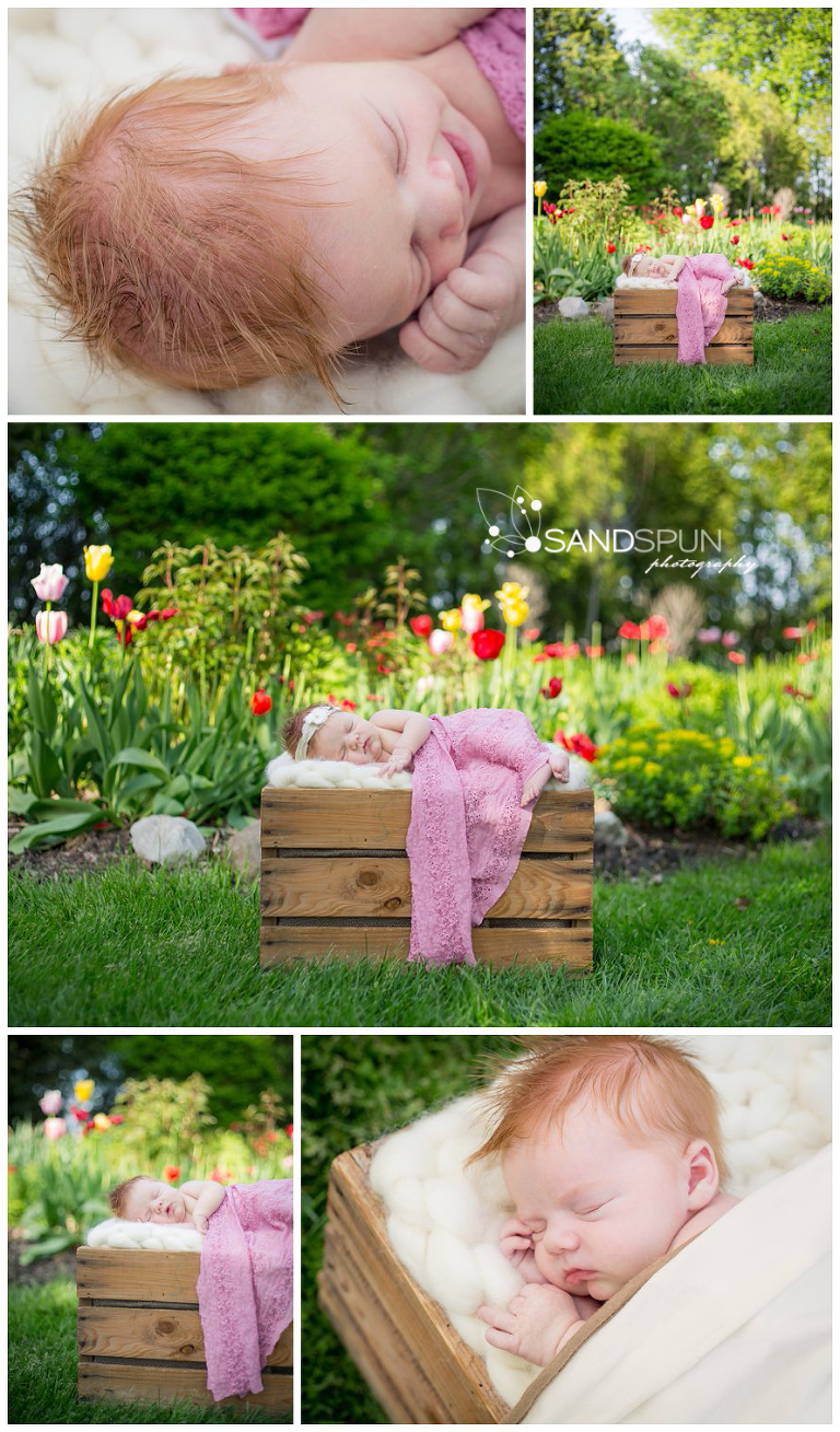 Leamington newborn outdoor photography tulips